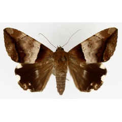 /filer/webapps/moths/media/images/L/lienardi_Achaea_AM_TMSA_02.jpg