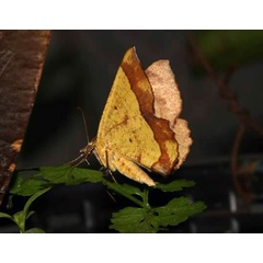 /filer/webapps/moths/media/images/M/madecassaria_Erastria_A_Pasquasy_02.jpg