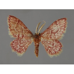 /filer/webapps/moths/media/images/P/porphyretica_Acidromodes_A_ZSM_01.jpg