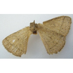 /filer/webapps/moths/media/images/T/talboti_Decachorda_HT_NHMUKb.jpg