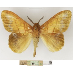 /filer/webapps/moths/media/images/F/flaveola_Lechriolepis_AM_NHMUK_02.jpg