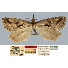 /filer/webapps/moths/media/images/M/mabillealis_Madopa_HT_MNHNa.jpg