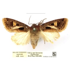 /filer/webapps/moths/media/images/A/albivitta_Odontestra_AF_BMNH_rA4FCGj.jpg