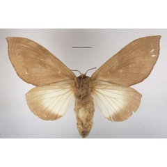 /filer/webapps/moths/media/images/L/lamborni_Pachymetana_AF_MGCLb_01.JPG