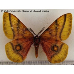 /filer/webapps/moths/media/images/D/dolabella_Ubaena_A_OUMNH.jpg