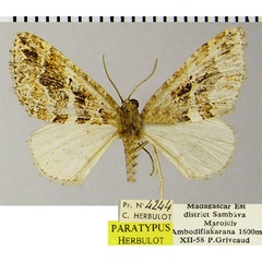 /filer/webapps/moths/media/images/M/marojejensis_Haplolabida_PTM_ZSMa.jpg