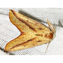 /filer/webapps/moths/media/images/P/punctata_Drepanogynis_AM_Braun_01.jpg