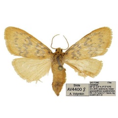 /filer/webapps/moths/media/images/S/saotomensis_Afrasura_PTF_ANHRT.jpg