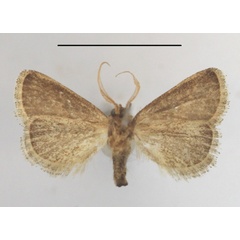 /filer/webapps/moths/media/images/F/fimbriata_Halseyia_A_MGCLb_01.JPG