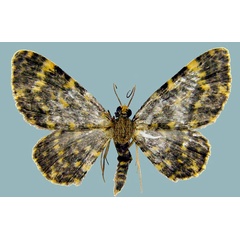 /filer/webapps/moths/media/images/F/flaviornata_Chloroclystis_AM_ZSMa.jpg