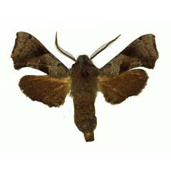 /filer/webapps/moths/media/images/O/obscurus_Sphingonaepiopsis_AM_Basquin_02.jpg
