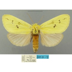 /filer/webapps/moths/media/images/A/anomala_Antheua_AF_ZSM.jpg