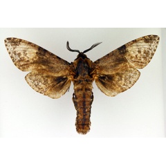 /filer/webapps/moths/media/images/T/toluminus_Macrocossus_AM_TMSA.jpg