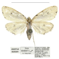 /filer/webapps/moths/media/images/B/bomassa_Siccia_HT_ANHRT.jpg