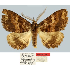 /filer/webapps/moths/media/images/D/delphinensis_Sypnoides_HT_MNHN.jpg