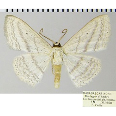 /filer/webapps/moths/media/images/N/normalis_Scopula_AM_ZSMa.jpg