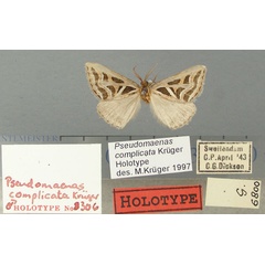 /filer/webapps/moths/media/images/C/complicata_Pseudomaenas_HT_TMSA.jpg