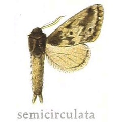 /filer/webapps/moths/media/images/S/semicirculata_Aethiopina_HT_MfN.jpg