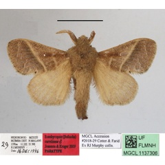 /filer/webapps/moths/media/images/C/curvilinea_Bombycopsis_PTM_MGCLa_01.JPG