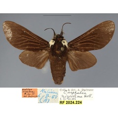 /filer/webapps/moths/media/images/H/hanoti_Casphalia_PTM_RBINS_02.jpg