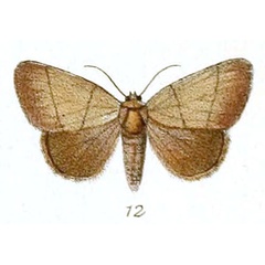 /filer/webapps/moths/media/images/P/pollusca_Leocyma_HT_Schaus_2-12.jpg