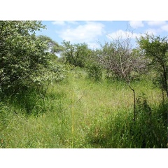 /filer/webapps/moths/media/images/M/melhaniella_Cameraria_biotope_Triberti-etal_2024_50.jpg