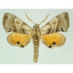 /filer/webapps/moths/media/images/B/brevis_Gynoeryx_AM_Basquin.jpg