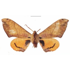 /filer/webapps/moths/media/images/B/bianchii_Pseudoclanis_AM_EMEMa.jpg