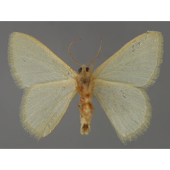 /filer/webapps/moths/media/images/F/faustinata_Phaiogramma_A_ZSM_02.jpg