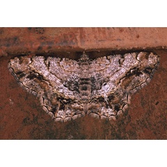 /filer/webapps/moths/media/images/M/multistrigata_Chiasmia_A_Roland_01.jpg