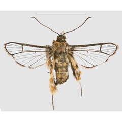/filer/webapps/moths/media/images/C/congoensis_Crinipus_HT_RMCAa.jpg