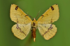 Lhommeia subapicata