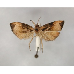 /filer/webapps/moths/media/images/D/deprinsi_Eccopsis_HT_RMCA_01.jpg