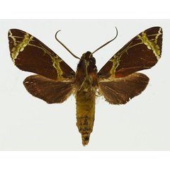 /filer/webapps/moths/media/images/C/camerounensis_Antinephele_AM_Basquin_01.jpg
