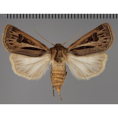 /filer/webapps/moths/media/images/L/longiclava_Agrotis_AF_Fiebig.jpg