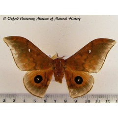 /filer/webapps/moths/media/images/C/cyrene_Pseudobunaea_AM_OUMNH.jpg