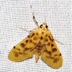 /filer/webapps/moths/media/images/F/flavidalis_Archernis_A_Braun_02.jpg