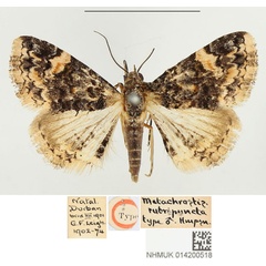 /filer/webapps/moths/media/images/R/rubripuncta_Metachrostis_HT_BMNH.jpg