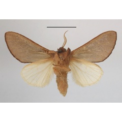 /filer/webapps/moths/media/images/G/griseomaculata_Scalmicauda_A_MGCLb_01.JPG