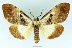 Aprosdocetos inexpectata