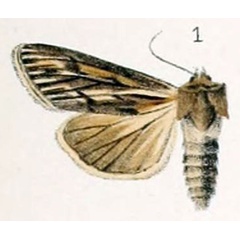 /filer/webapps/moths/media/images/O/oberthueri_Simyra_HT_Culot_3_1.jpg