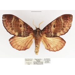 /filer/webapps/moths/media/images/F/flavia_Dollmania_AF_TMSA.jpg