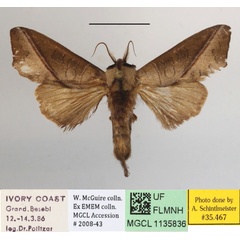 /filer/webapps/moths/media/images/H/heterogyna_Peratodonta_AM_MGCLa_01.JPG