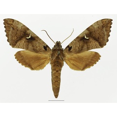 /filer/webapps/moths/media/images/D/distincta_Maassenia_AF_Basquin.jpg