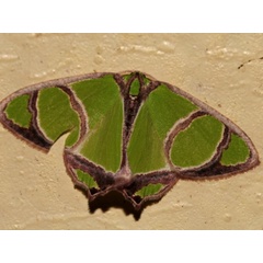 /filer/webapps/moths/media/images/A/albimarginata_Paragathia_A_Grimm.jpg