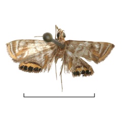 /filer/webapps/moths/media/images/P/platyxantha_Eoophyla_HT_RMCA.jpg