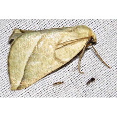 /filer/webapps/moths/media/images/O/orthobates_Drepanogynis_A_Braun_04.jpg