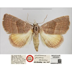 /filer/webapps/moths/media/images/G/guiera_Eublemma_AT_NHMUK.jpg