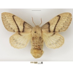 /filer/webapps/moths/media/images/M/media_Philotherma_AF_NHMUK.jpg