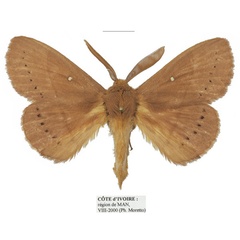 /filer/webapps/moths/media/images/M/multipunctata_Philotherma_AM_Basquin_01a.jpg